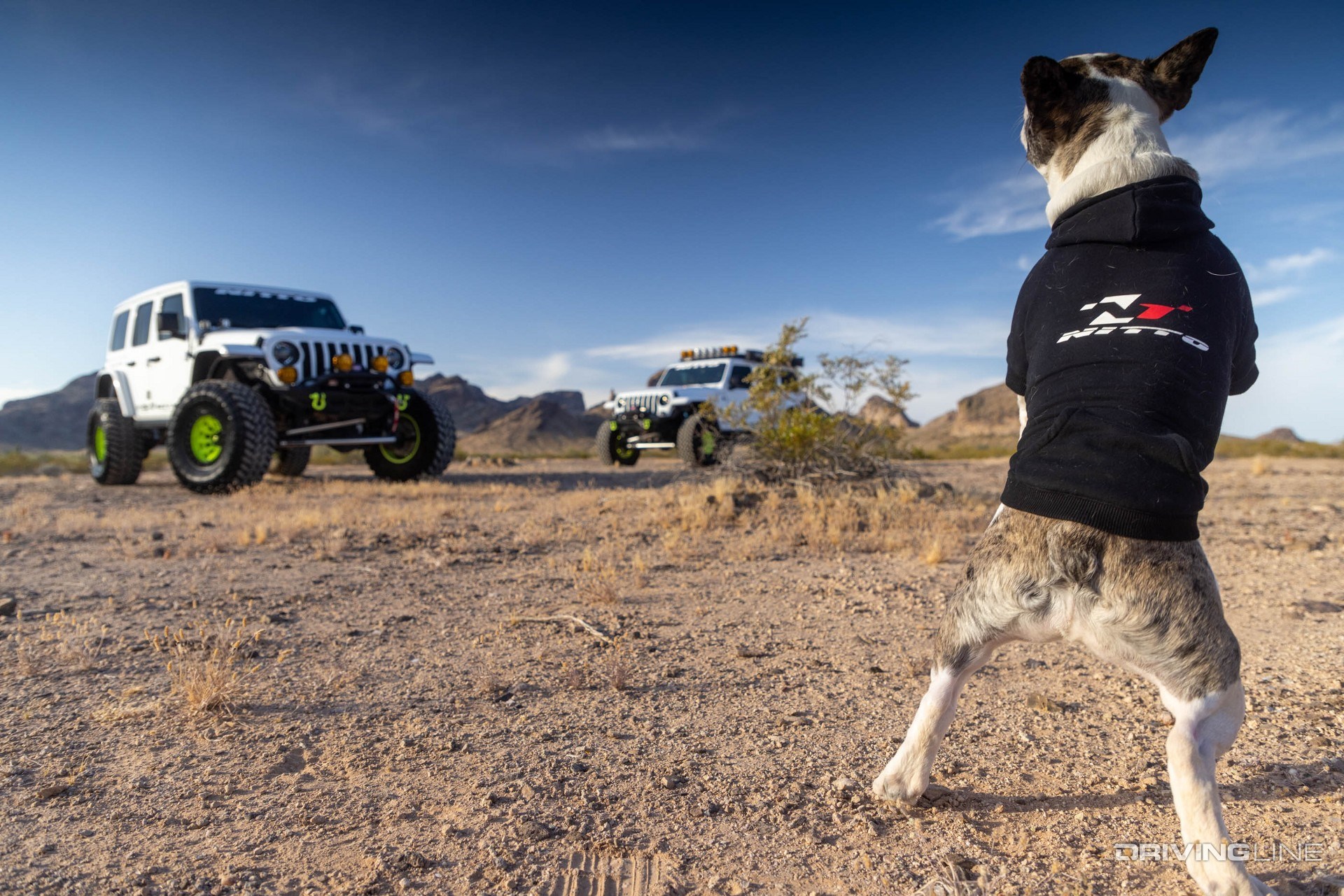 Nitto dog looking at Jeep Wranglers