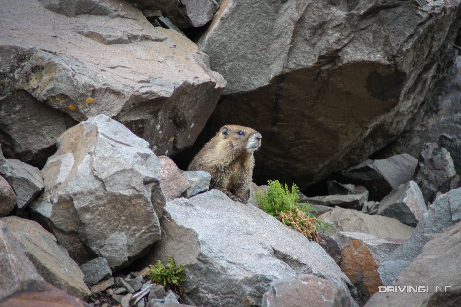 Rock Rat Woodchuck at Governor Basin