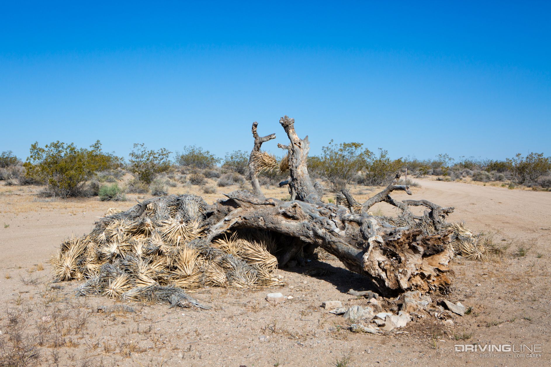 11-dead-joshua-tree