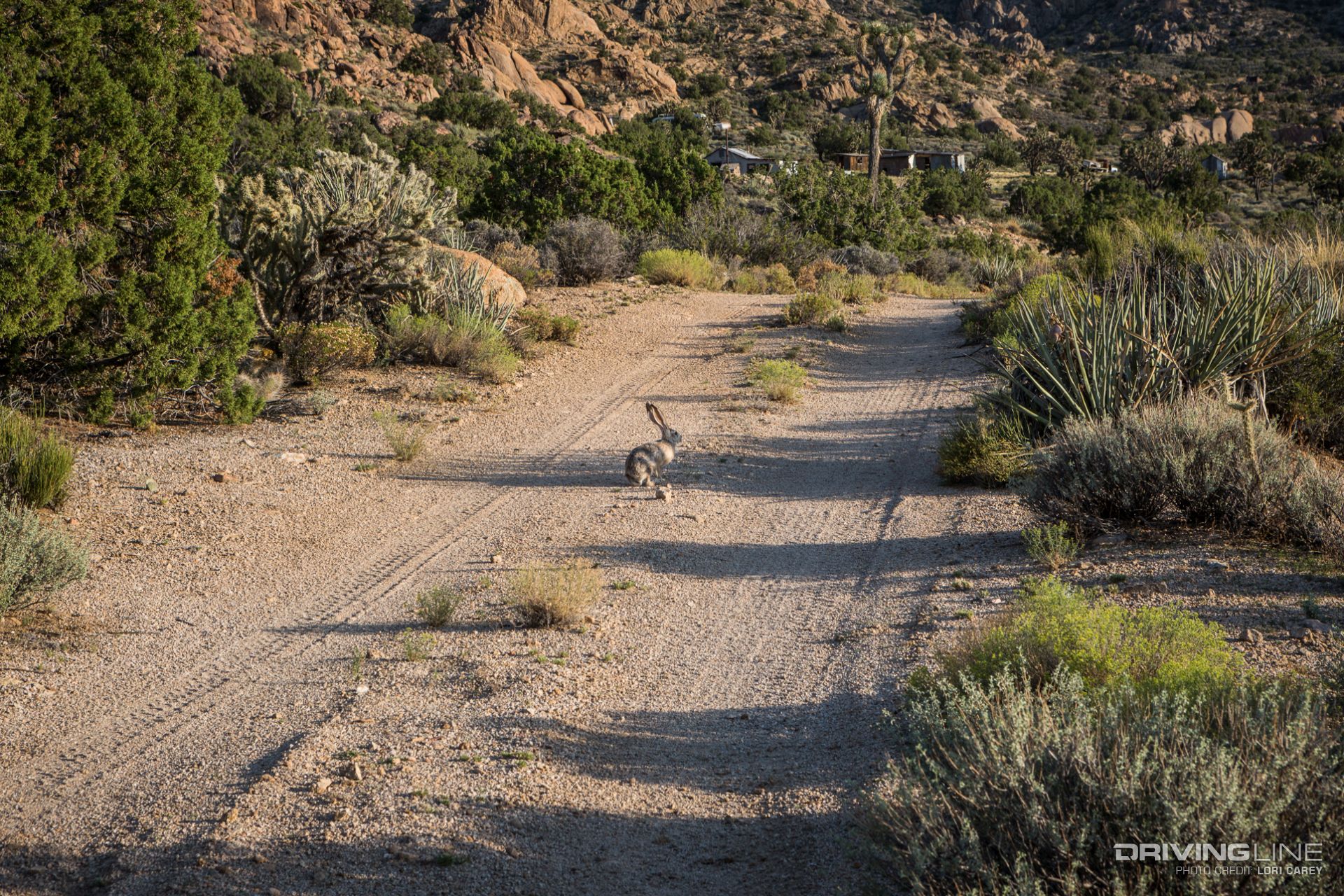 Jackrabbit - Kessler Peak Trail Off-Road Trail Review - Mojave Desert