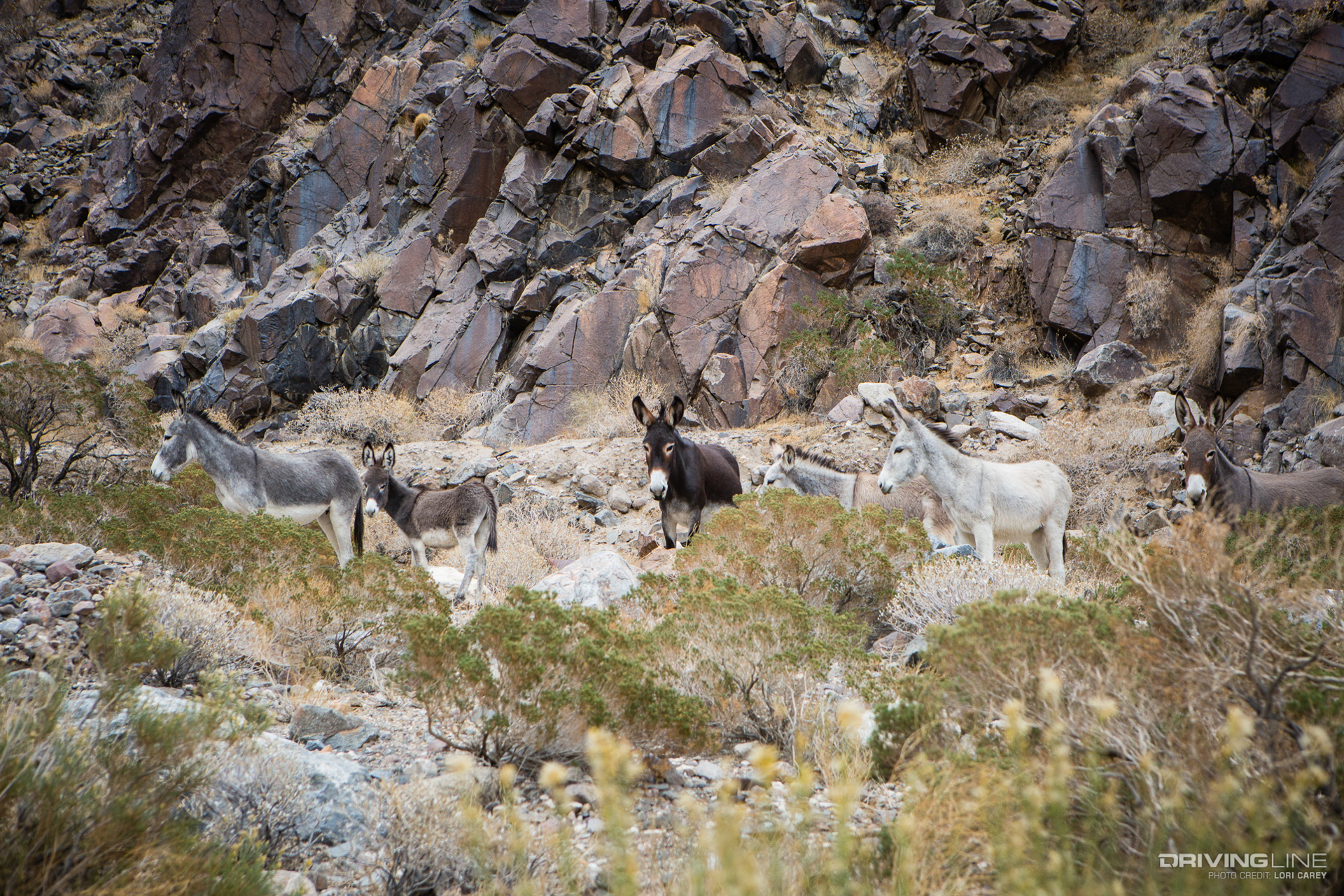 Cal4Wheel Pamanint Valley Trail Review Wild Burros