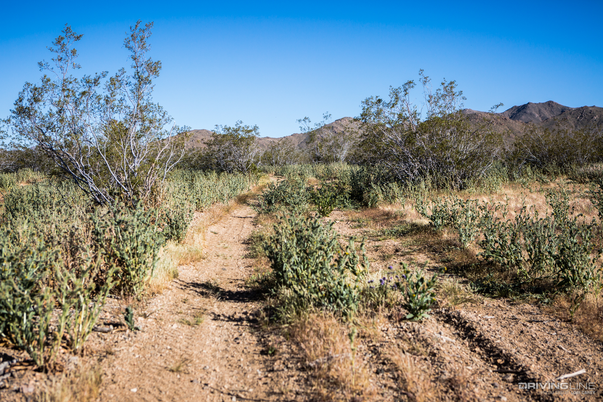 014 overgrown trail ord mountain