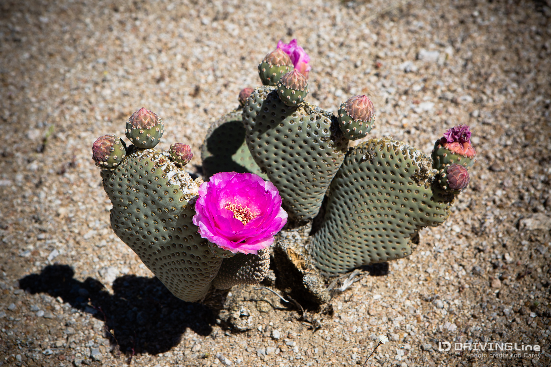 011 beavertail cactus bloom
