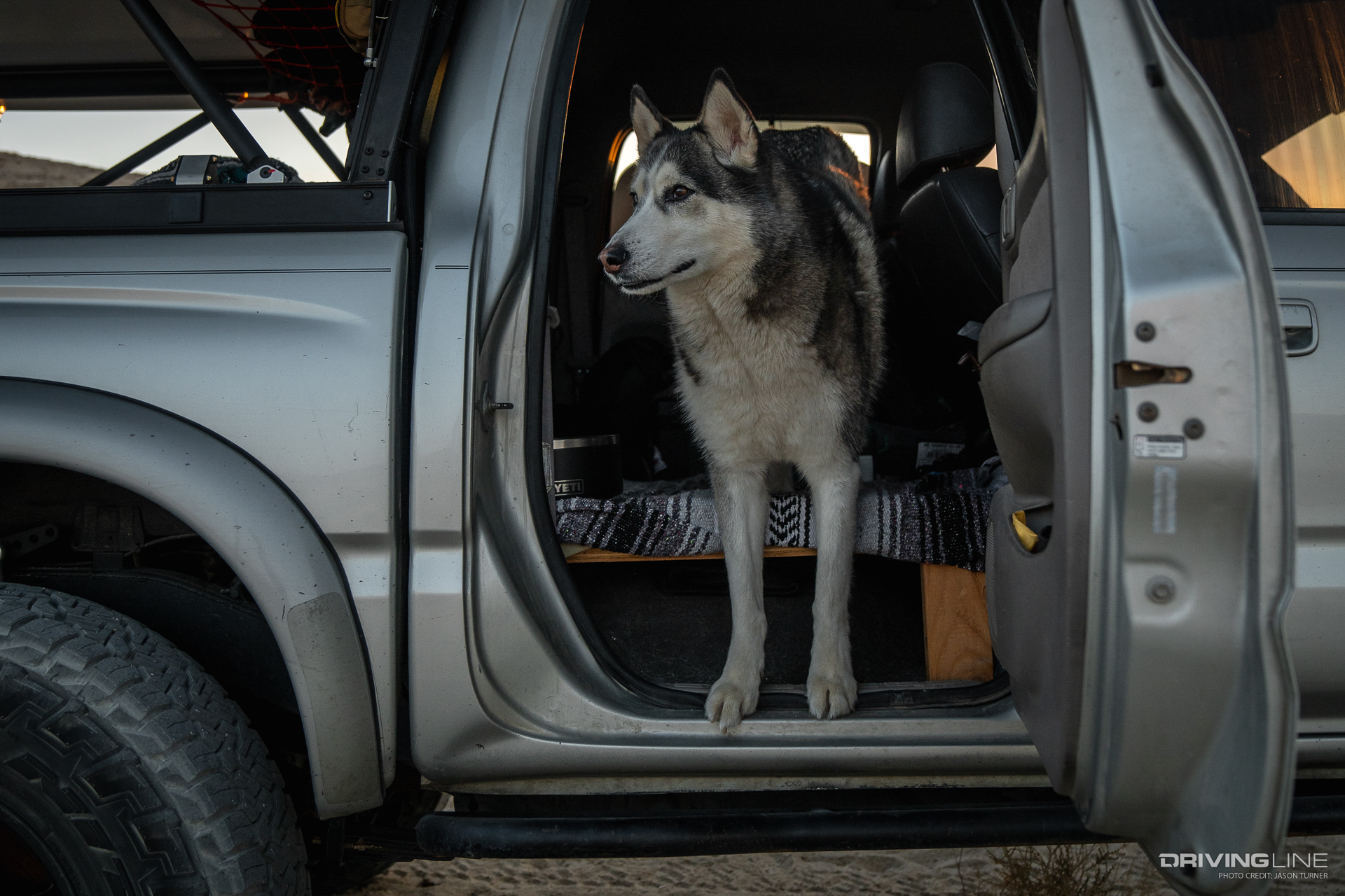 Dog in Toyota Tacoma Truck